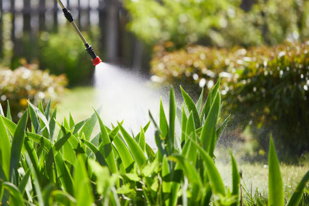 24/7 Emergency Ant Control experts in Hot Springs, SD